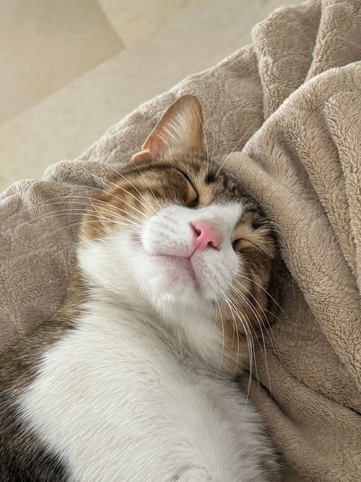 Chat à adopter