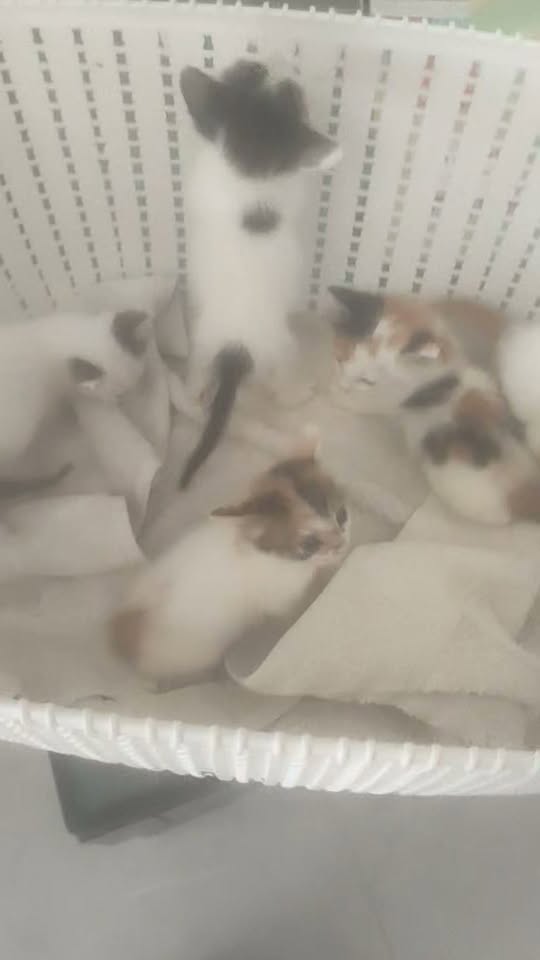 Chien à adopter