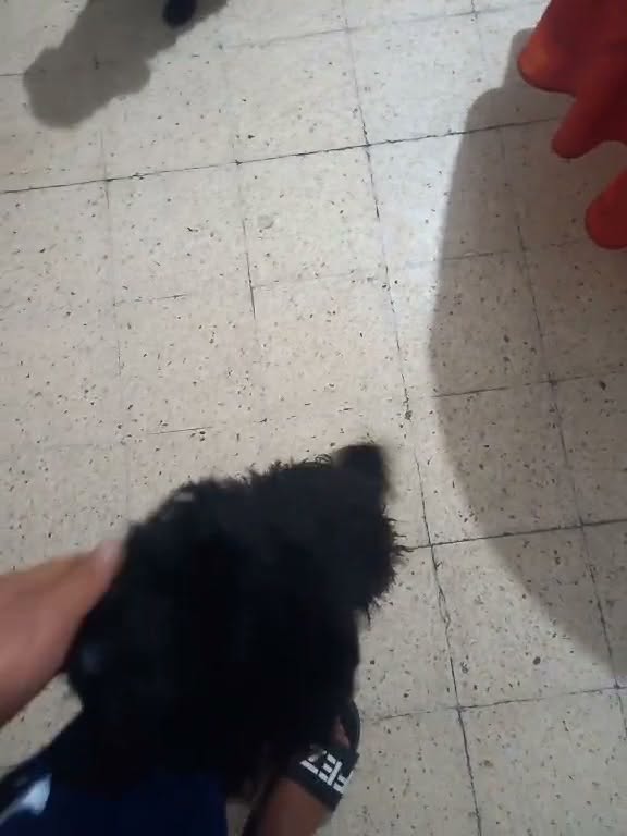 Chien à adopter