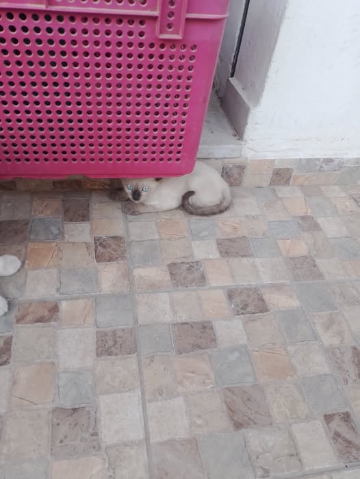 Chat à adopter — Adoption d'animaux en Tunisie Sfax