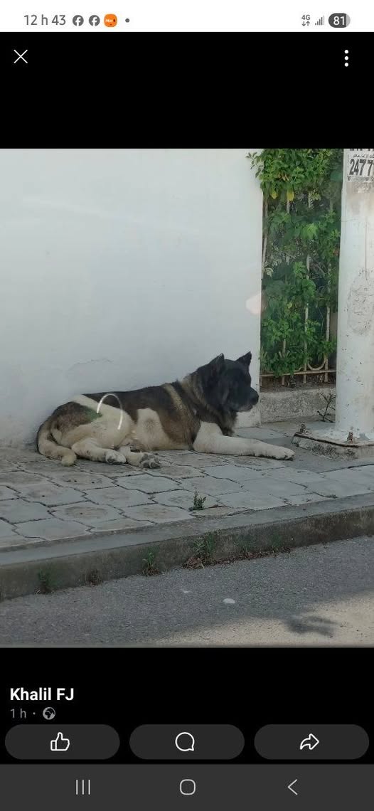 Chien à adopter