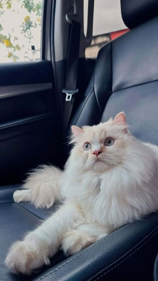 Chat à adopter