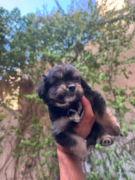 Chien à adopter