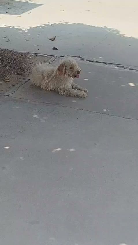 Chien à adopter
