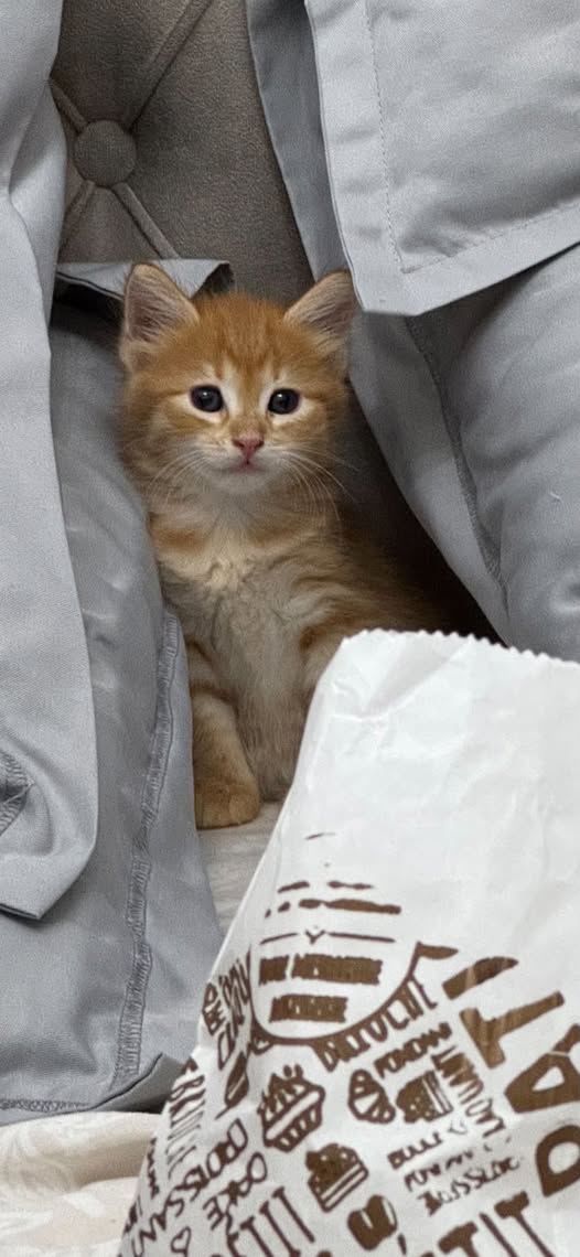 Chat à adopter