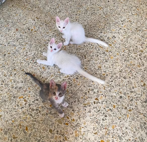 Chat à adopter