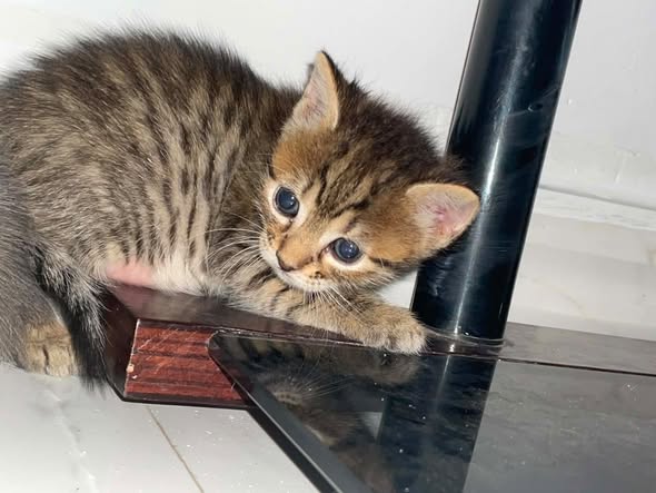 Chat à adopter