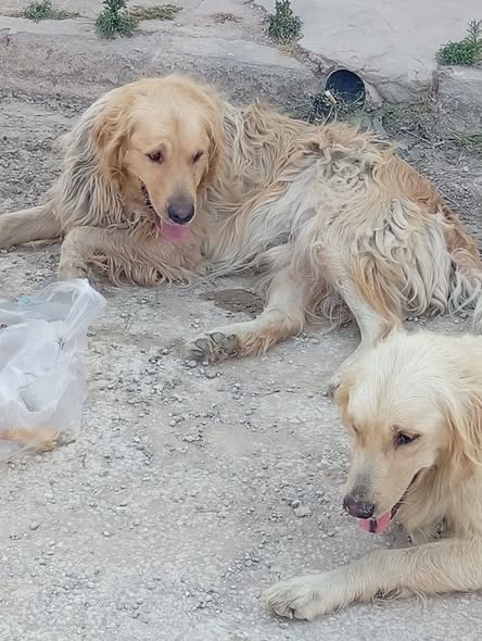 Chien à adopter