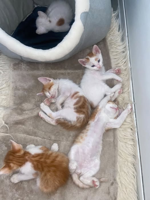 Chat à adopter