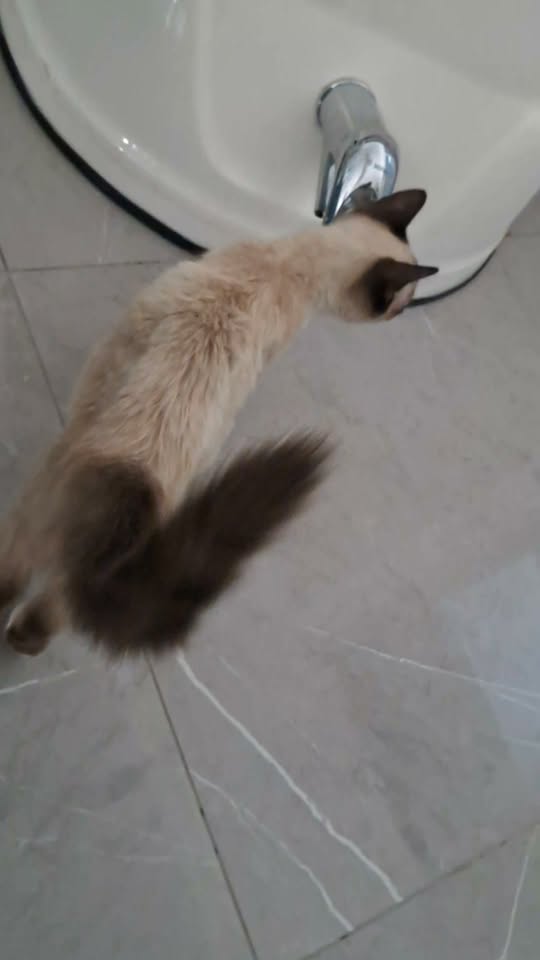 Animal à adopter