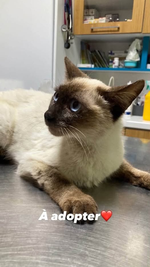 Chat à adopter