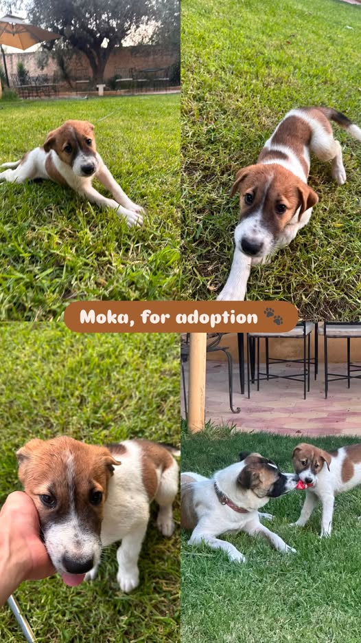 Moka