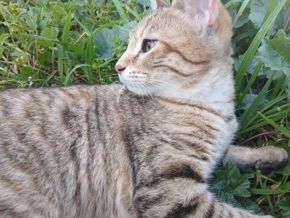 Chat à adopter — Adoption d'animaux en Tunisie Bizerte