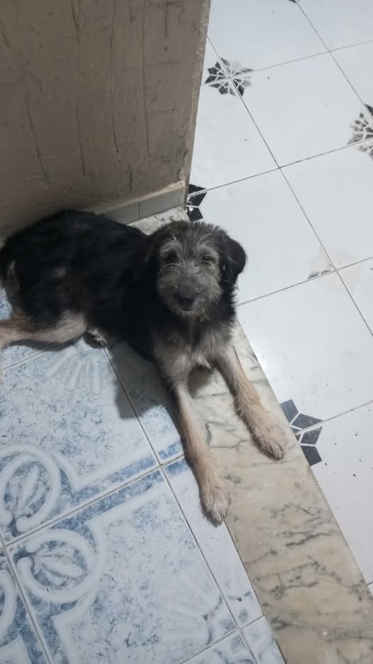 Chien à adopter