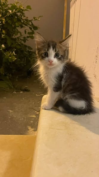 Chat à adopter