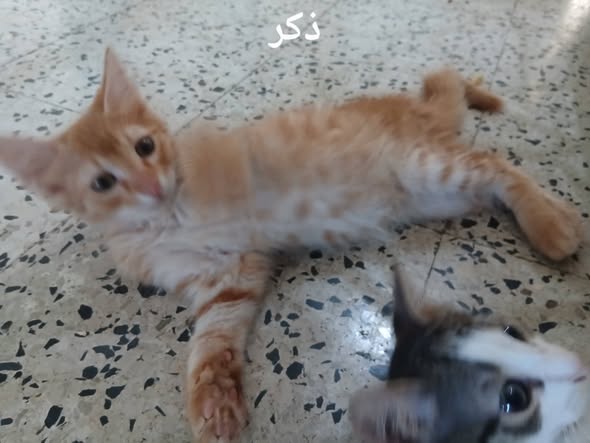 Animal à adopter