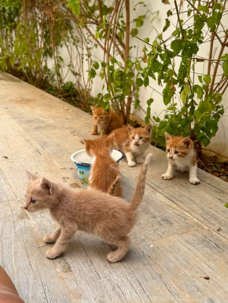 Chat à adopter