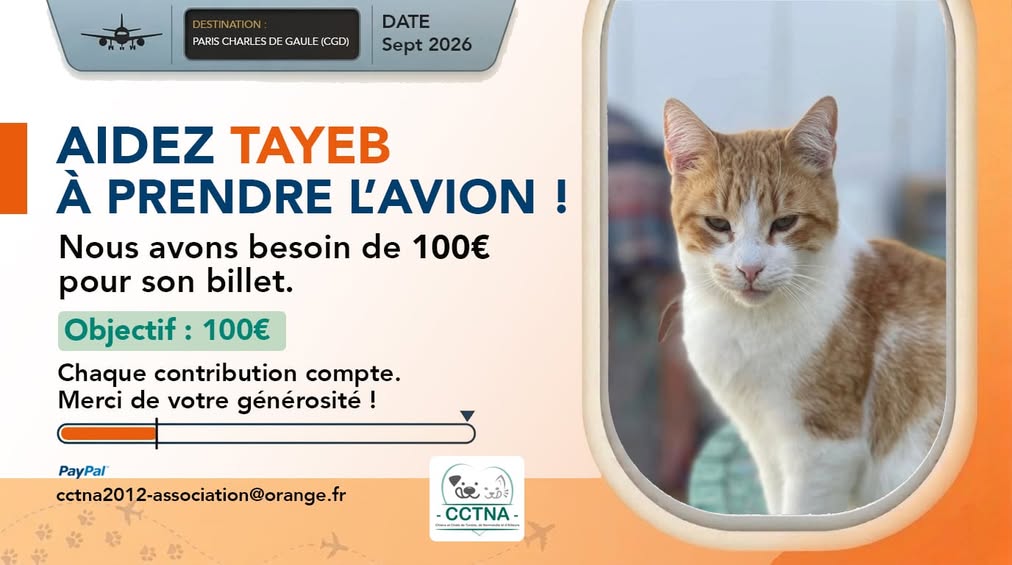 TAYEB — Adoption d'animaux en Tunisie Sfax
