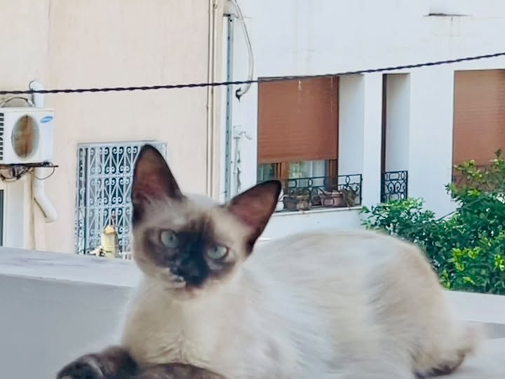 Chat à adopter