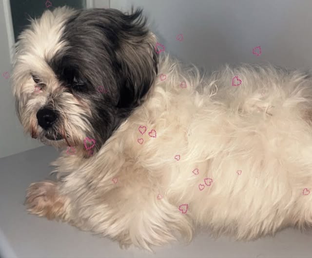 Chien à adopter — تبني الحيوانات في تونس تونس