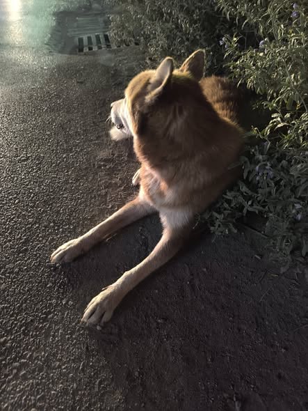 Chien à adopter — تبني الحيوانات في تونس أريانة