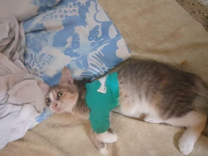 قطوسة — Adoption d'animaux en Tunisie Sousse