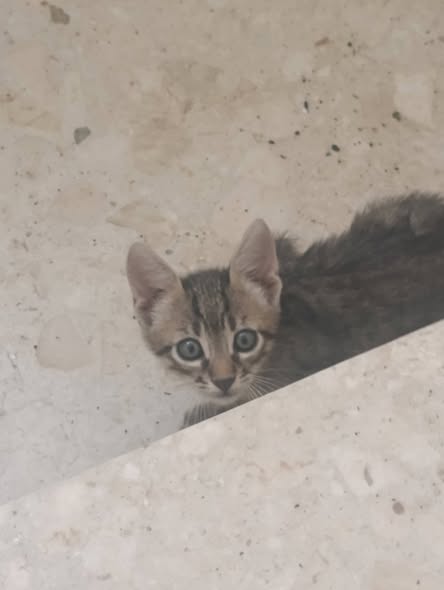 Animal à adopter