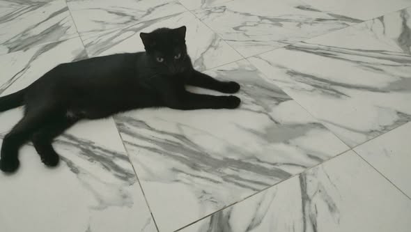 Chat à adopter