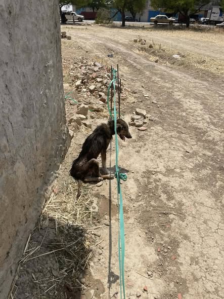 Chien à adopter