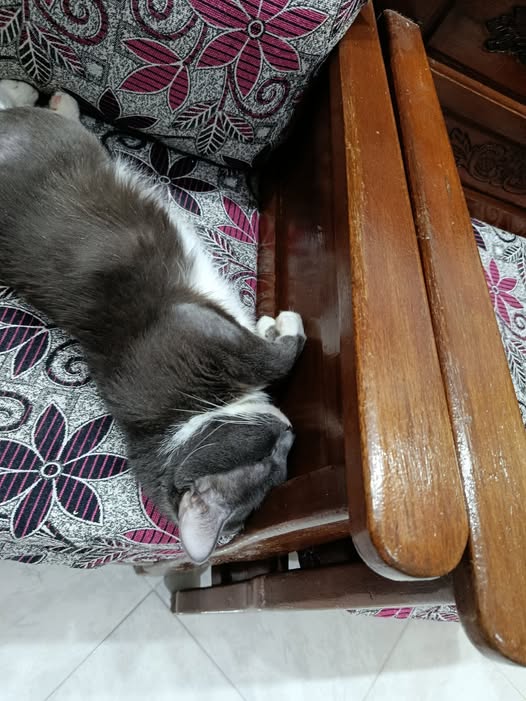 Chat à adopter