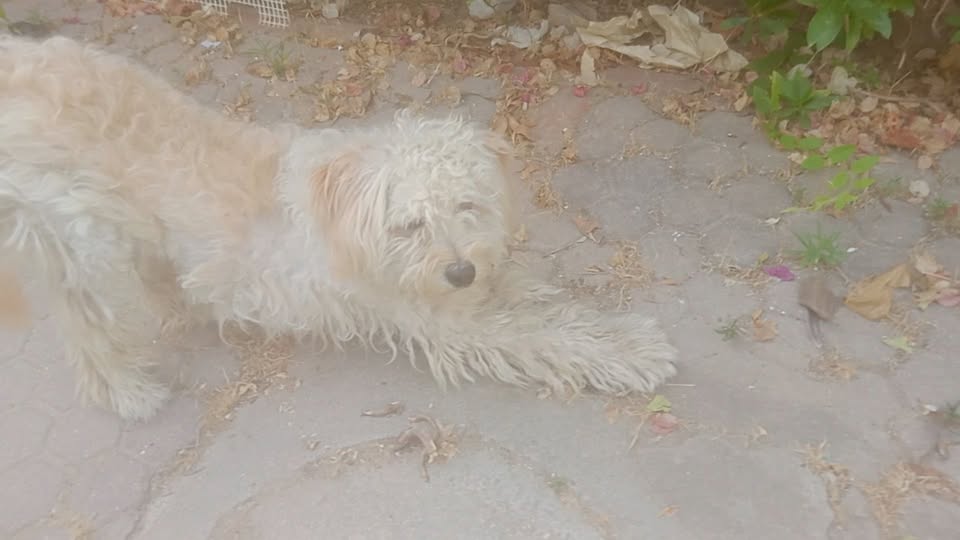 Chien à adopter