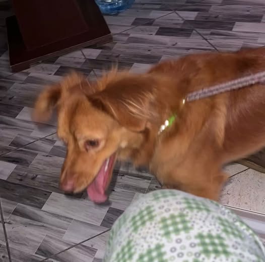 Chien à adopter