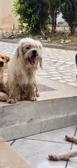 Chien à adopter