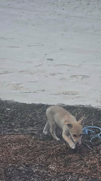 Chien à adopter — تبني الحيوانات في تونس صفاقس