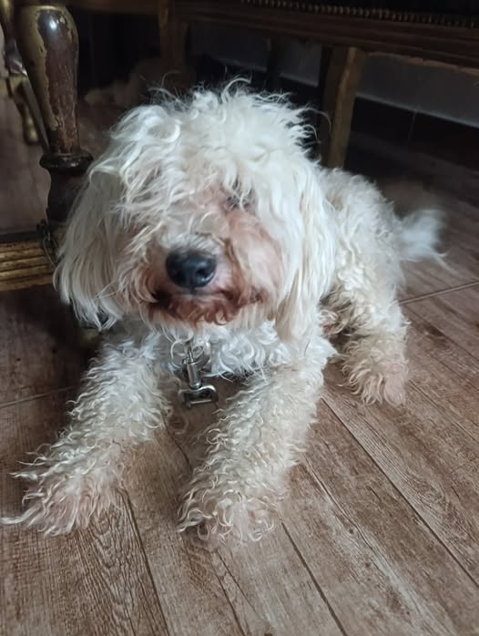 Chien à adopter