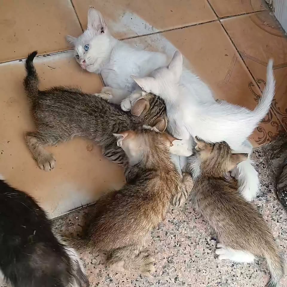Chat à adopter