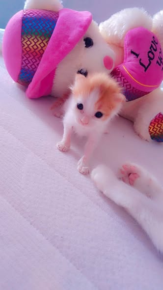 Hazitha