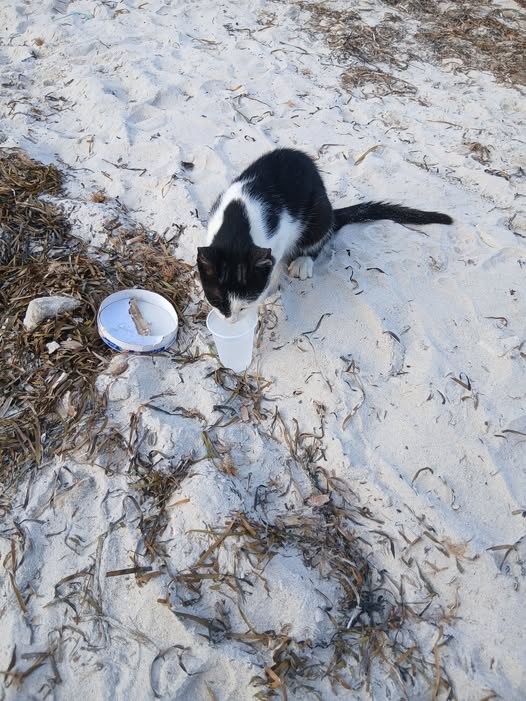 Chat à adopter