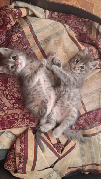 Chat à adopter