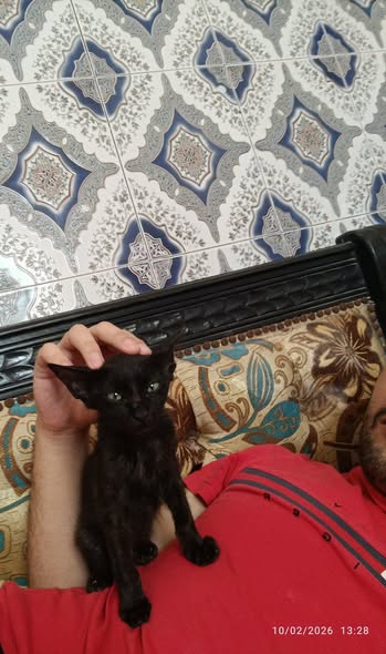 قطوس — Adoption d'animaux en Tunisie Mahdia