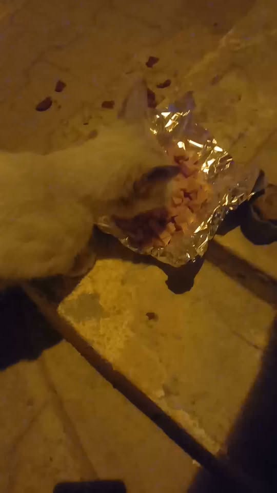 Chat à adopter