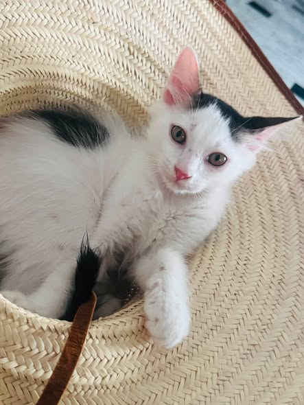 Chat à adopter