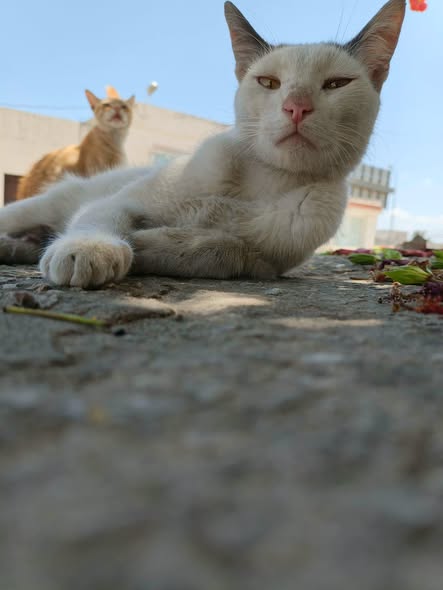زهره