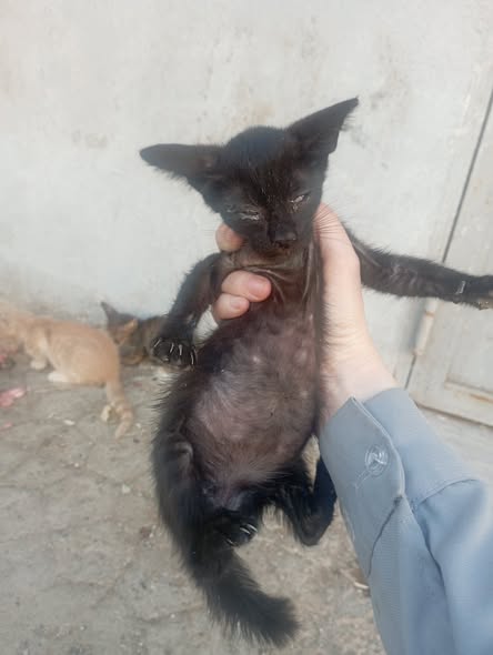 chaton