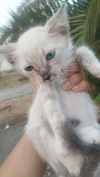 Chat à adopter