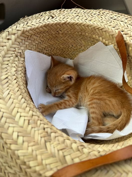Chat à adopter