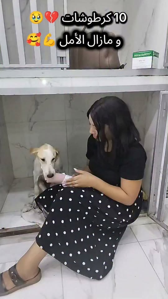 Chien à adopter
