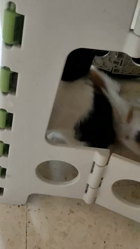 Animal à adopter