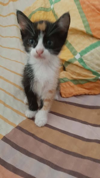 Chat à adopter