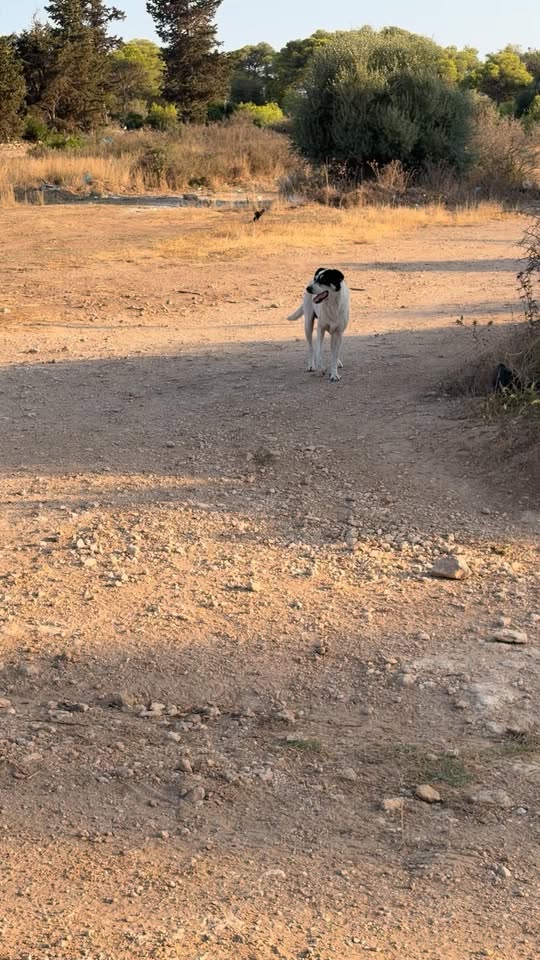 Chien à adopter